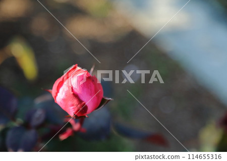 Arao City Ominous Citizen Flower Bed Rose Flower, Arao City Ominous Citizen Flower Bed Rose Flower, 114655316