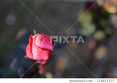 Arao City Ominous Citizen Flower Bed Rose Flower, Arao City Ominous Citizen Flower Bed Rose Flower, 114655317
