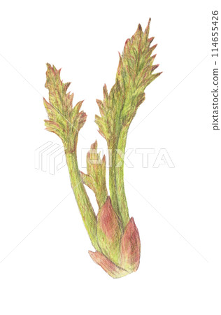 鱈魚三種蔬菜的芽水彩鉛筆插圖 114655426