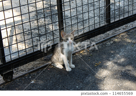 Homeless stray grey kitten sittimg on the street 114655569