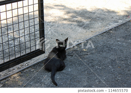 Homeless stray black kitten sittimg on the street 114655570