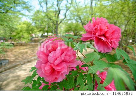 Pink peonies blooming at Senhime Peony Garden 114655982