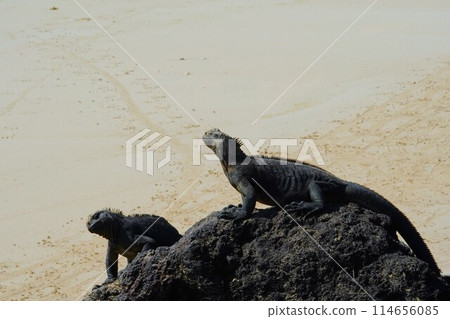 海鬣蜥在加拉巴哥群島的岩石上休息 海鬣蜥在加拉巴哥群島的岩石上休息 114656085