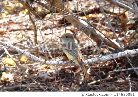 Bird perched on a tree branch in the Galapagos Islands 114656091