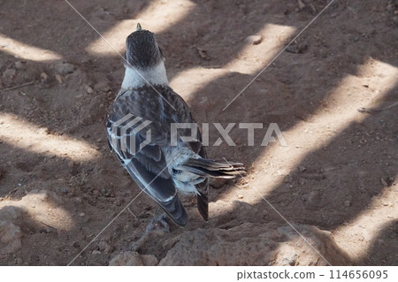 Back view of a thrush in the Galapagos Islands 114656095