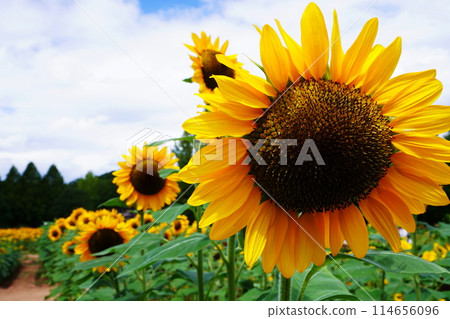 向日葵田5000 114656096