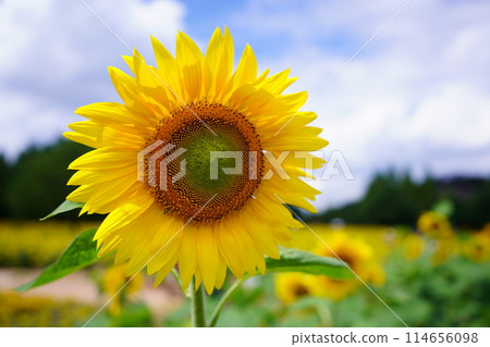 向日葵田5001 114656098