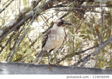 A thrush resting on a bench in the Galapagos Islands 114656099