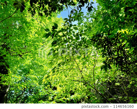 Fresh green trees seen at Mount Takao Fresh green trees seen at Mount Takao 114656160