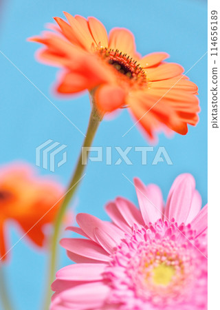 Orange and pink gerbera Orange and pink gerbera 114656189