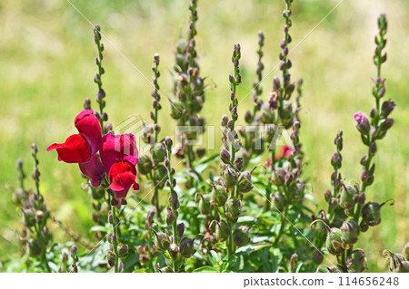 Goldfish (goldfish grass) Goldfish (goldfish grass) 114656248