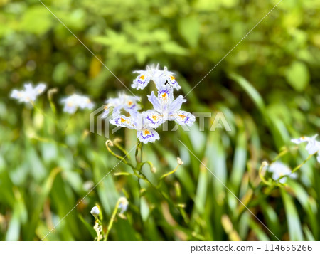 高尾山盛開的沙迦花 114656266