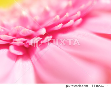 粉紅非洲菊(花) 粉紅非洲菊(花) 114656298