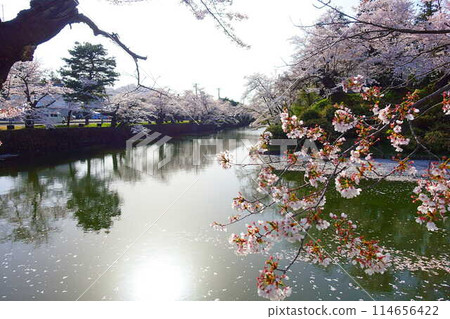 Cherry blossoms in full bloom, Hanaikada, Matsugasaki Park, Sakura, Yoshino cherry blossoms 114656422