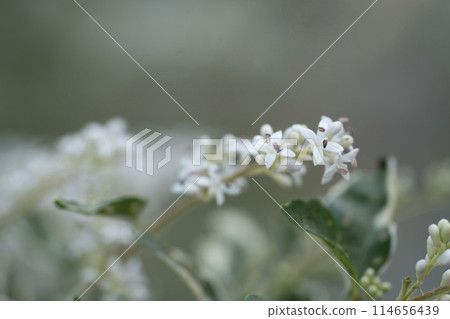 白花 白花 114656439