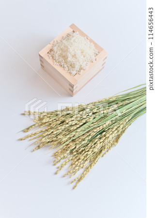 米（米粒）和米穗各適量 114656443