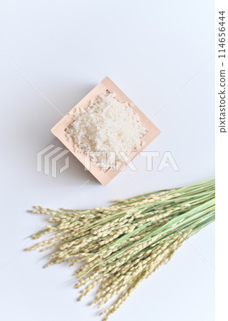 米（米粒）和米穗各適量 114656444