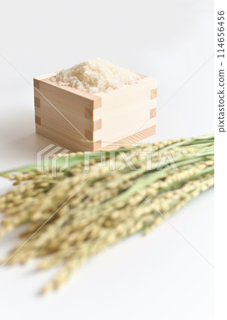 Rice (grains) and ears of rice in a masu Rice (grains) and ears of rice in a masu 114656456