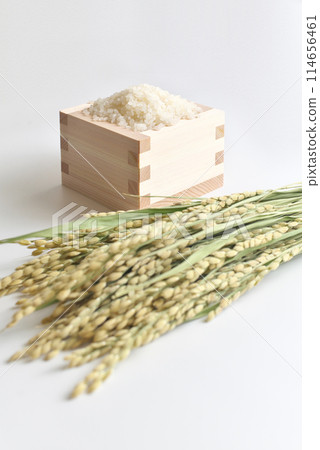 Rice (grains) and ears of rice in a masu Rice (grains) and ears of rice in a masu 114656461