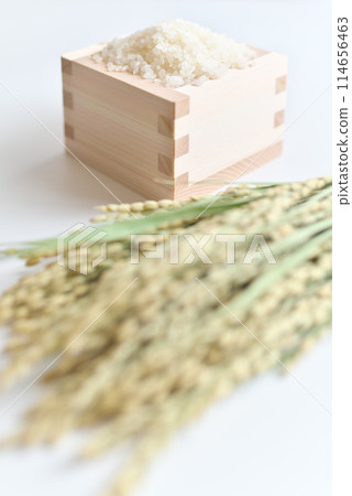 Rice (grains) and ears of rice in a masu Rice (grains) and ears of rice in a masu 114656463