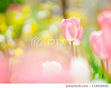 Tulip field Takino Suzuran hilly park of Hokkaido Tulip field Takino Suzuran hilly park of Hokkaido 114656600