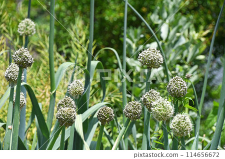 Negibo Biz 114656672