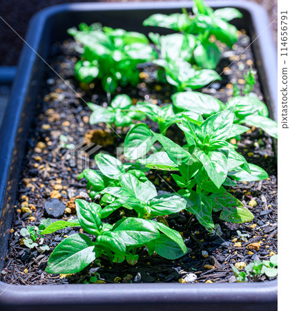 Vegetable garden basil 114656791
