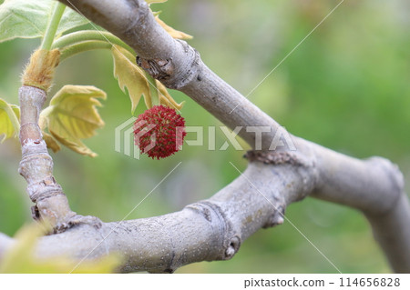Female flower of sycamore Female flower of sycamore 114656828