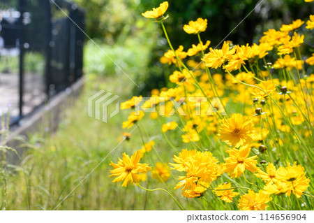 Specified alien species: Coreopsis lanceolata Specified alien species: Coreopsis lanceolata 114656904