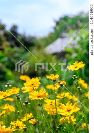 Specified alien species: Coreopsis lanceolata Specified alien species: Coreopsis lanceolata 114656906