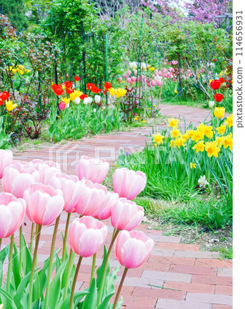 北海道勞埃德花園的鬱金香田 114656931