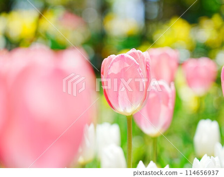 Tulip fields in Hokkaido Royce Garden Tulip fields in Hokkaido Royce Garden 114656937