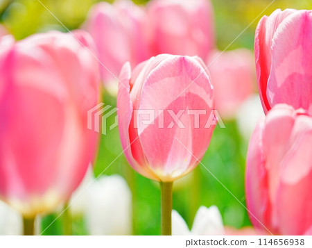 Tulip fields in Hokkaido Royce Garden Tulip fields in Hokkaido Royce Garden 114656938