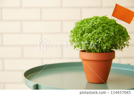 Manjerico potted plant on a coffee table at home. Traditional decor for festival San Juan 114657065