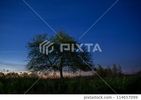 Tranquil lone tree in serene rural field under starlit night sky, peaceful countryside view 114657099