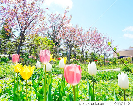 Royce Garden Double Cherry Blossoms and Tulips 114657160
