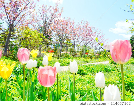 Tulip fields in Hokkaido Royce Garden 114657162