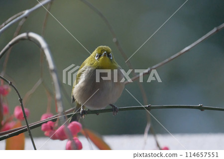 白眼的迷人臉龐 白眼的迷人臉龐 114657551