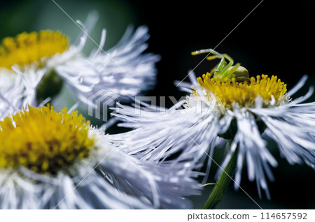 一隻蜘蛛在一朵飛蓬花上等待 一隻蜘蛛在一朵飛蓬花上等待 114657592