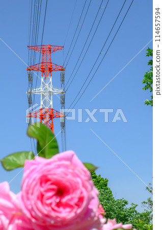 Blue sky, roses, and red and white tower Blue sky, roses, and red and white tower 114657594