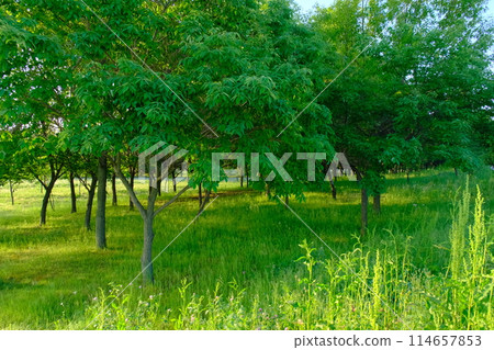 Forest bathing: Japan's fresh green forests 114657853