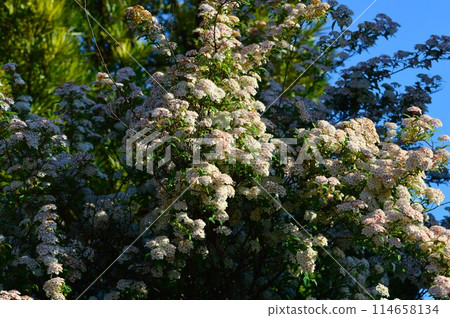 Blooming kodemari flowers 114658134