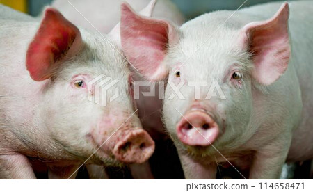 Pigs at a pig farm 114658471