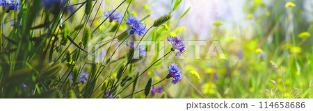 Web banner with beautiful cornflowers in the meadow, warm light of a summer sunset, web banner or panorama for website design or natural cosmetics advertising concept Web banner with beautiful cornflowers in the meadow, warm light of a summer sunset, web banner or panorama for website design or natural cosmetics advertising concept 114658686
