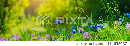 natural summer panorama for website design or a concept for advertising natural cosmetics, summer meadow flowers growing in a clearing near an old fallen tree natural summer panorama for website design or a concept for advertising natural cosmetics, summer meadow flowers growing in a clearing near an old fallen tree 114658687