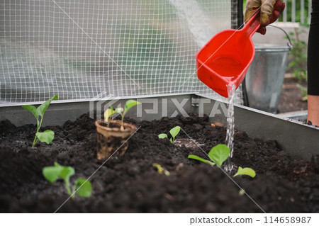 Close-up of a farmer's hands watering hot pepper seedlings in a greenhouse, homestead farming, growing organic pure food, concept of gardening and home gardening and healthy eating 114658987