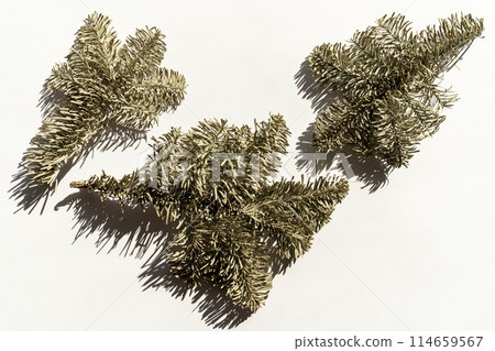 dry pine branches on white background 114659567