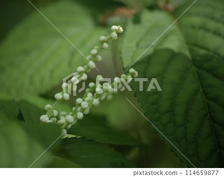 Futari Shizuka blooming in the shade of fresh greenery in May Futari Shizuka blooming in the shade of fresh greenery in May 114659877