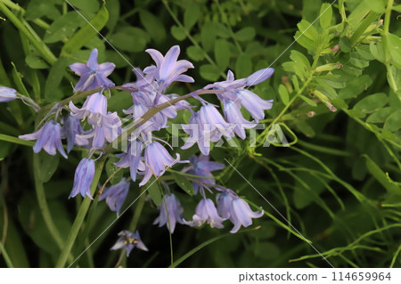 春天田裡盛開的淺紫色風鈴草花 114659964