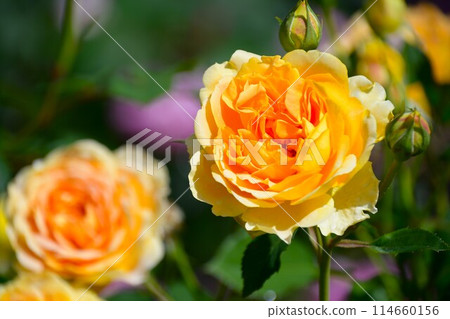 岐阜世界玫瑰園盛開的帕拉花 114660156